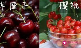 车厘子和樱桃有哪些区别