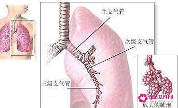 连翘的功效与作用和主治