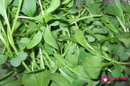 鸡毛菜的功效与作用