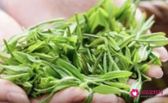 绿茶的品种有哪些