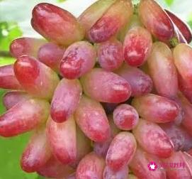 提子的作用和功效与作用