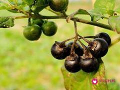 龙葵果的功效和作用