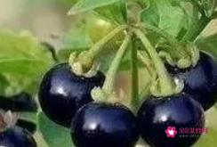 龙葵果的功效和作用