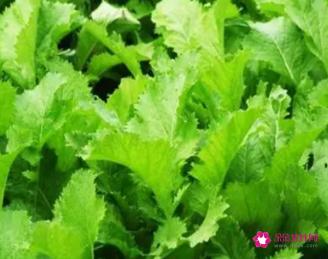 芥菜和小芥菜的区别图片