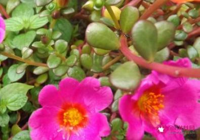 新鲜马齿苋的吃法