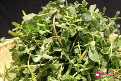 新鲜马齿苋的吃法