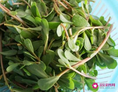 新鲜马齿苋的吃法