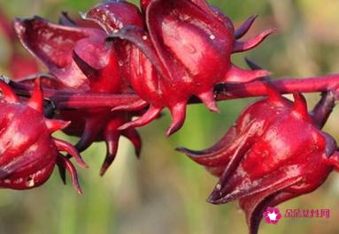 十大排毒养颜花茶