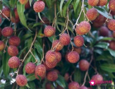 荔枝有哪些功效呢