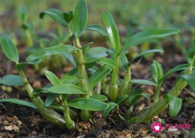 鲜石斛怎么保存