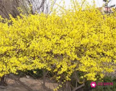 连翘的功效与作用及用法禁忌