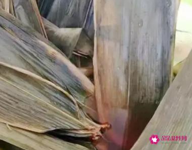 蜜枣粽子的做法和配料