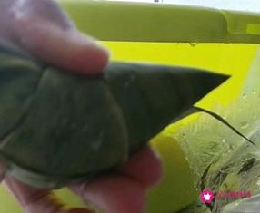 蜜枣粽子的做法和配料