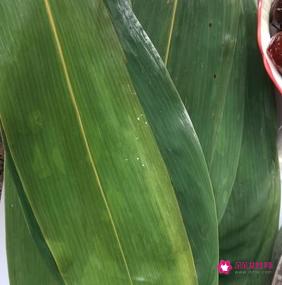 蜜枣粽子的做法和配料