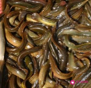 泥鳅的营养价值和功效与作用