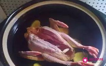 鸽子汤怎么炖营养鸽子的做法