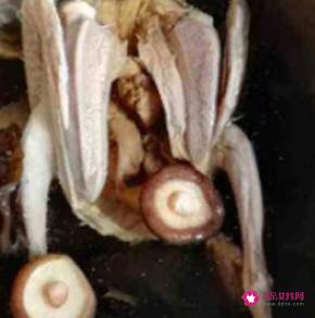 鸽子汤怎么炖营养鸽子的做法