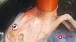 鸽子汤怎么炖营养鸽子的做法