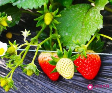 女人吃什么对卵巢最好