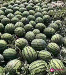 西瓜的原产地在哪里