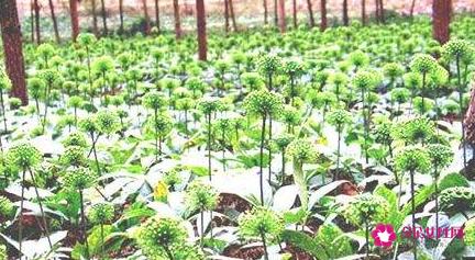 田七的主要功效