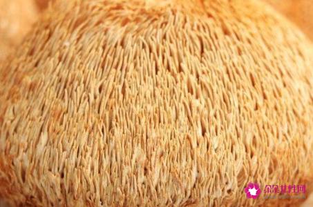 猴头菇的功效与作用