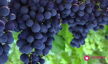 吃什么水果丰胸效果最好