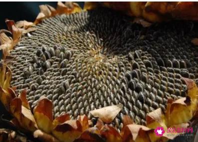 葵花籽的功效和作用