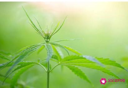 5大最佳消妇科炎食物