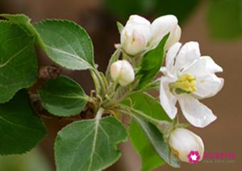 沙果的功效与作用以及食用禁忌