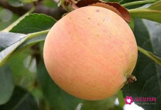 沙果的功效与作用以及食用禁忌