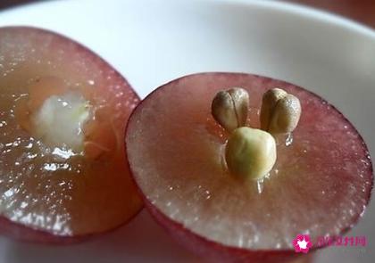 葡萄籽可以吃吗