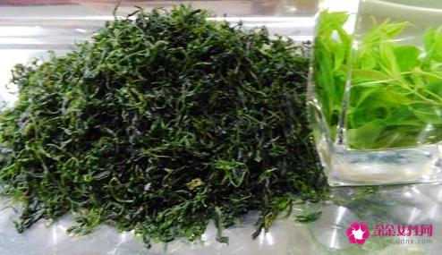 毛冬青茶叶的功效与作用