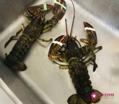 蒜蓉蒸龙虾的做法大全图解