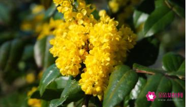 桂花的副作用和禁忌