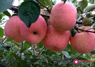 孕妇吃苹果的好处