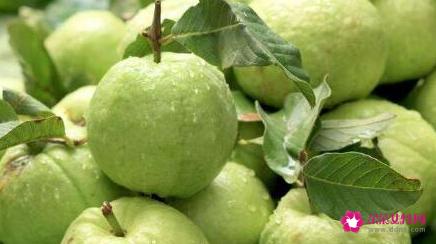 番石榴能降糖吗