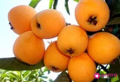 吃枇杷都有什么好处