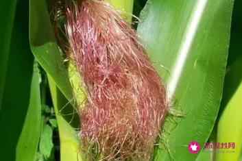 玉米须的功效与禁忌和食用方法