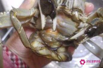 清蒸螃蟹的简单做法