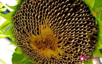 葵花籽功效与作用及食用方法