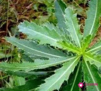 刺儿菜的功效和作用