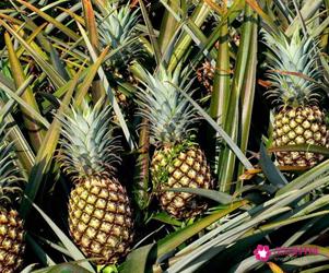 孕妇不能吃的十大水果有哪些