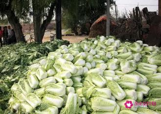 秋分节气吃什么传统食物