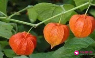 姑娘果的功效与作用