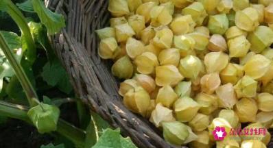 姑娘果的功效与作用