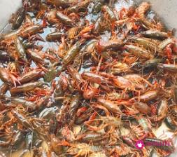 龙虾怎么做好吃又简单麻辣