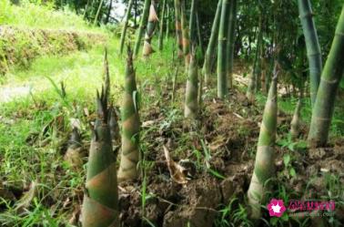 六种人不宜多吃竹笋