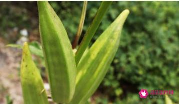 秋葵有什么作用和功效