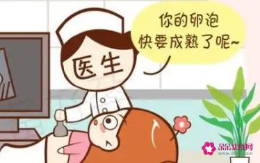 备孕卵泡发育不好吃什么